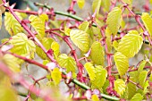 ZELKOVA KIWI SUNSET