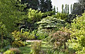 BETULA, VIBURNUM, POPULUS & ACERS