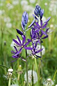 CAMASSIA QUAMASH