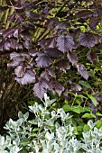 CORYLUS AVELLANA FUSCORUBRA & BRACHYGLOTTIS GREYI