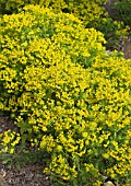 EUPHORBIA CYPARISSIAS