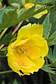 PAEONIA LUTEA LUDLOWII