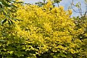 PHILADELPHUS CORONARIUS AUREUS