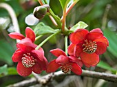 SCHISANDRA RUBRIFLORA