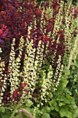 TELLIMA GRANDIFLORA & COTINUS COGGYGRIA ROYAL PURPLE