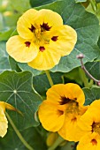 TROPAEOLUM MAJUS  LADYBIRD