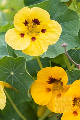 TROPAEOLUM_MAJUS__LADYBIRD