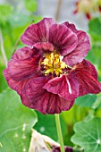 TROPAEOLUM MAJUS  MAHOGANY JEWEL