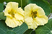 TROPAEOLUM MAJUS  MELBA YELLOW