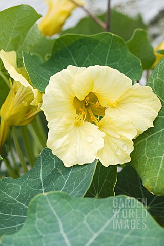 TROPAEOLUM_MAJUS__MELBA_YELLOW