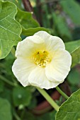 TROPAEOLUM MAJUS  MILKMAID