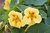 TROPAEOLUM MAJUS  PEACH MELBA SUPERIOR