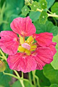 TROPAEOLUM MAJUS RAMBLING ROSE