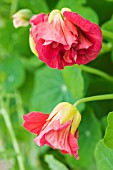 TROPAEOLUM MAJUS RAMBLING ROSE