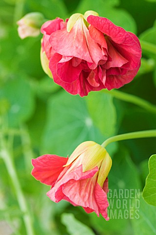 TROPAEOLUM_MAJUS_RAMBLING_ROSE