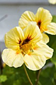 TROPAEOLUM MAJUS  STRAWBERRIES & CREAM