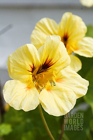 TROPAEOLUM_MAJUS__STRAWBERRIES__CREAM