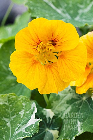 TROPAEOLUM_MAJUS__TUTTI_FRUITTI