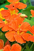 TROPAEOLUM MAJUS  WHIRLYBIRD