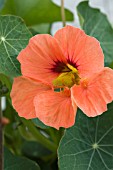 TROPAEOLUM MAJUS  APRICOT TRIFLE