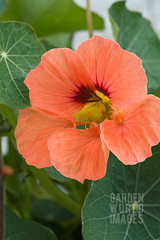 TROPAEOLUM_MAJUS__APRICOT_TRIFLE