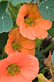 TROPAEOLUM MAJUS  APRICOT TRIFLE