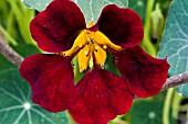 TROPAEOLUM MAJUS  BLACK VELVET