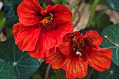 TROPAEOLUM MAJUS  COBRA