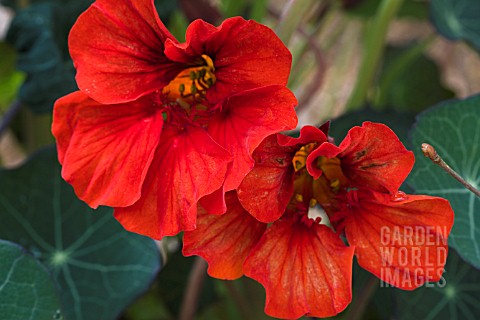 TROPAEOLUM_MAJUS__COBRA