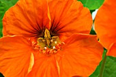 TROPAEOLUM MAJUS  CARIBBEAN CRIMSON