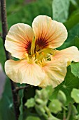 TROPAEOLUM MAJUS CARIBBEAN CRUSH