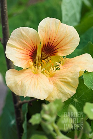 TROPAEOLUM_MAJUS_CARIBBEAN_CRUSH