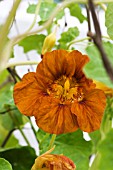 TROPAEOLUM MAJUS  JEWEL OF AFRICA