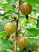 GOOSEBERRY (RIBES UVA CRISPA)