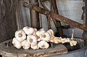 GARLIC IN PLAIT IN OLD STORE ROOM