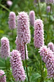 PERSICARIA BISTORTA SUPERBA