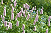 PERSICARIA BISTORTA SUPERBA, WITH PENTAGLOTTIS SEMPERVIVENS