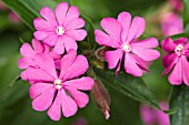 SILENE DIOICA