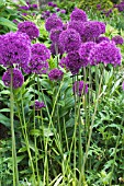 ALLIUM HOLLANDICUM