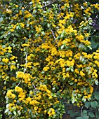 AZARA SERRATA