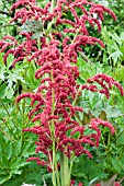 RHEUM PALMATUM ATROSANGUINEUM