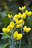 THERMOPSIS VILLOSA