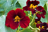 TROPAEOLUM MAJUS BLACK VELVET