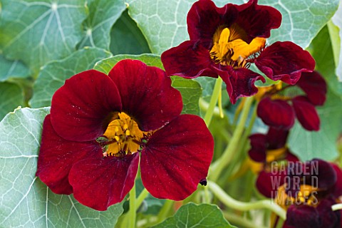 TROPAEOLUM_MAJUS_BLACK_VELVET