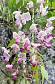 WISTERIA SINENSIS ROSEA