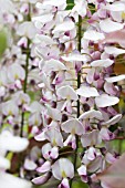 WISTERIA FLORIBUNDA ROSEA