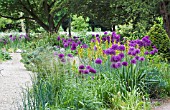 ALLIUM HOLLANDICUM & ASPHODELUS LUTEUS