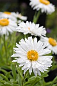 ASTER ALPINUS ALBUS