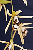 COELOGYNE DAYANA