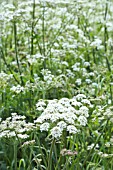 HERACLEUM SPHONDYLIUM